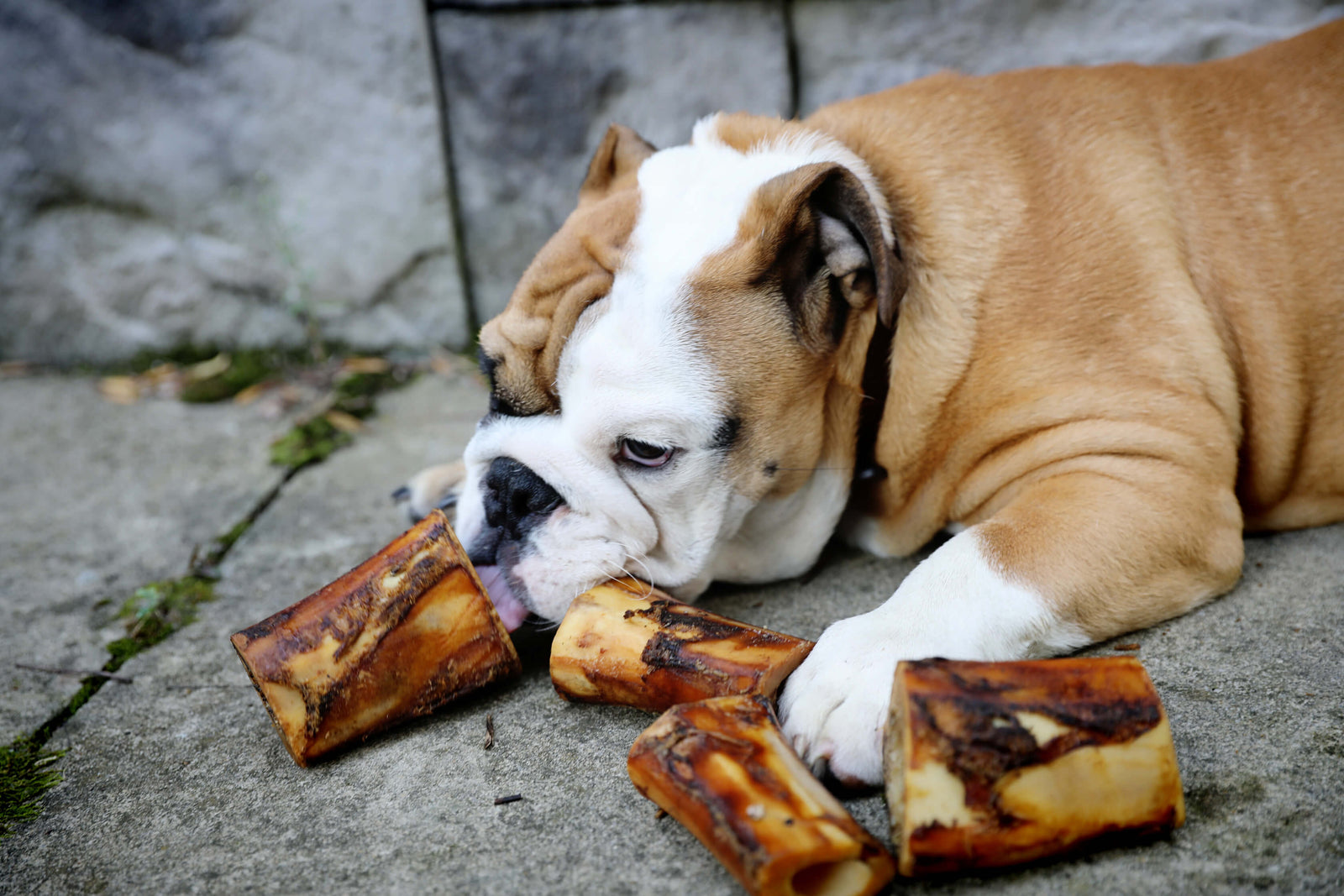 can a 6 months old dog eat steak bone