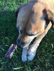 dog with beef trachea chew