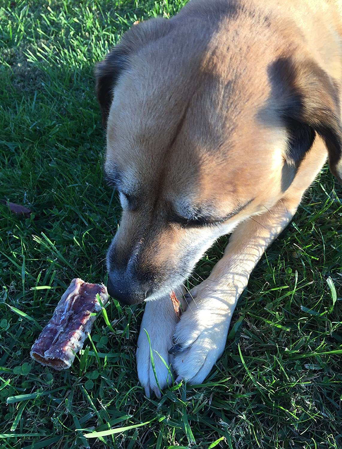 beef trachea for dogs