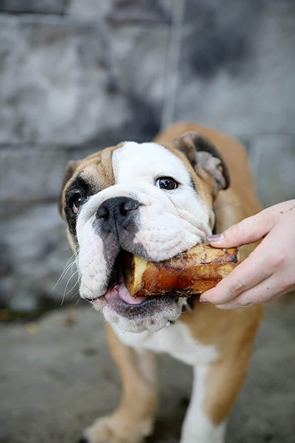 K9 Connoisseur Beef Marrow Bones for Dogs - dog with bone