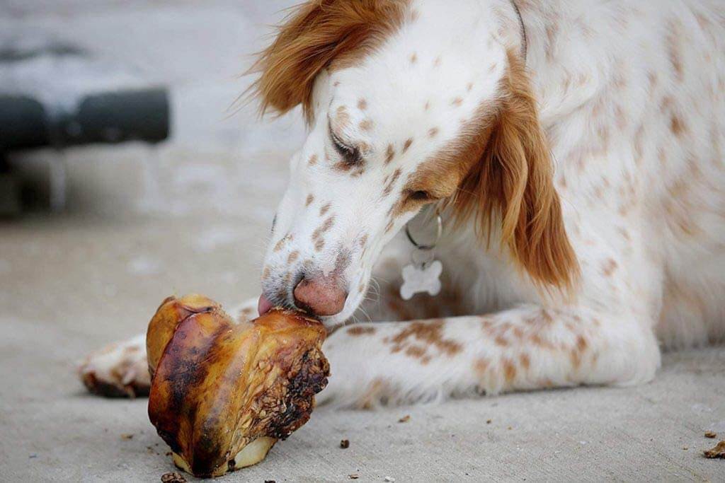 dog with big dog bone