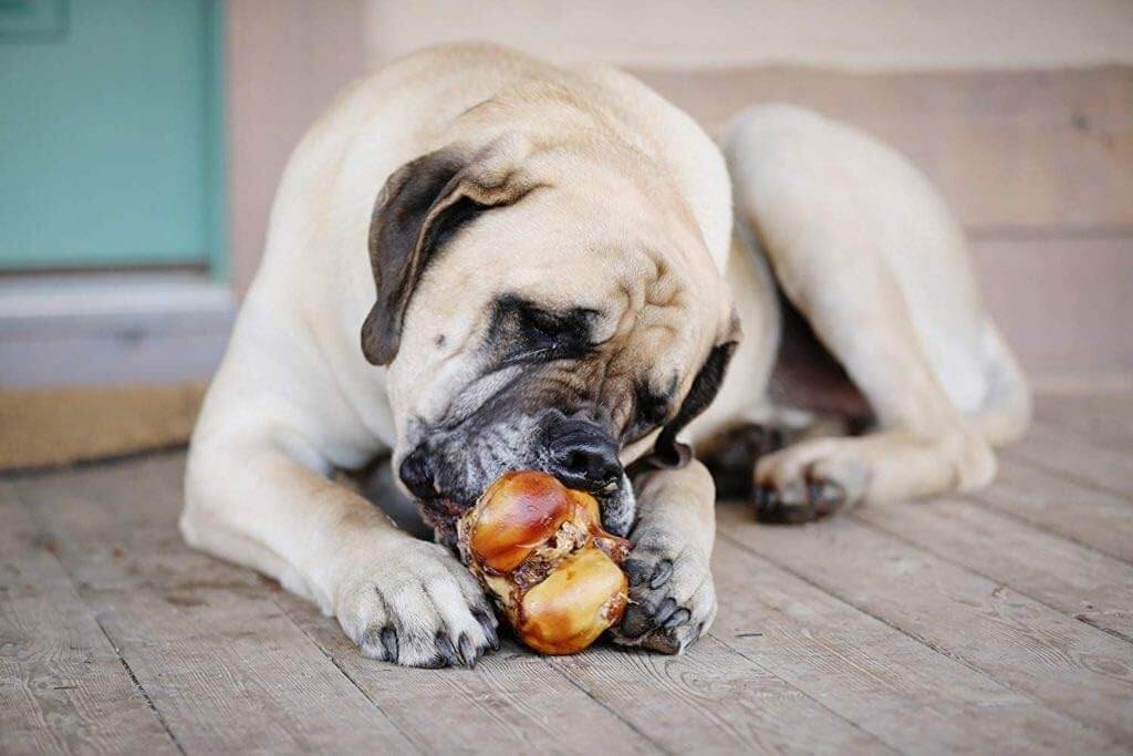 dog with big dog bone for large dog by K9 Connoisseur