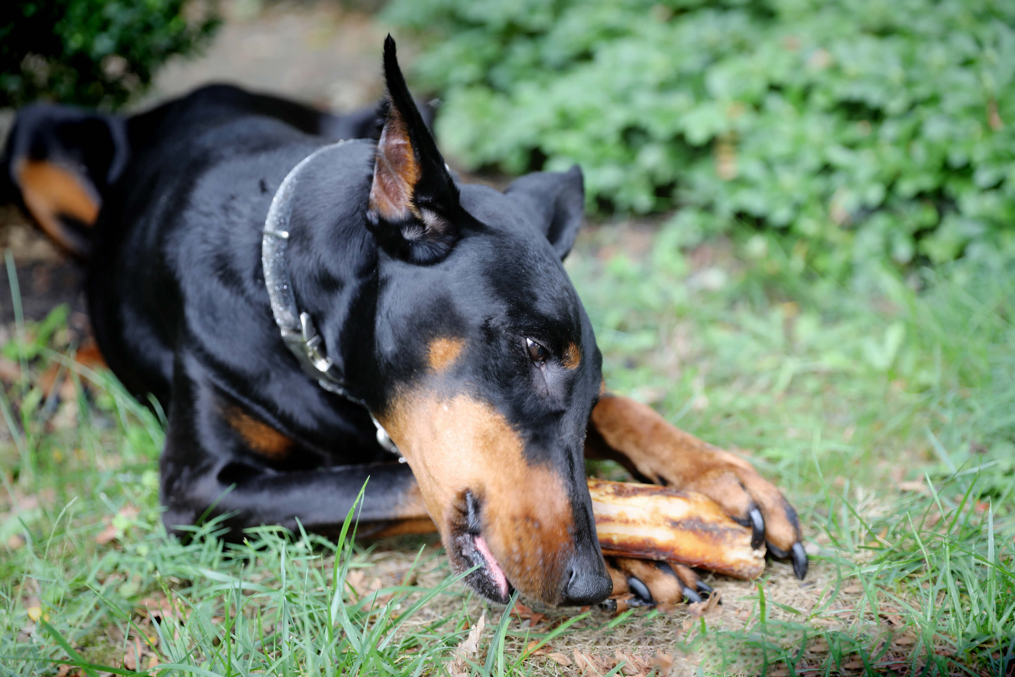 Meaty Mammoth Marrow Filled Champ Large Dog Bones