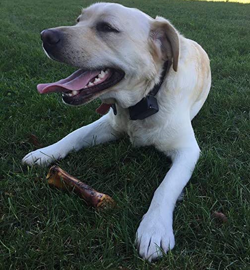 dog bones for aggressive chewers