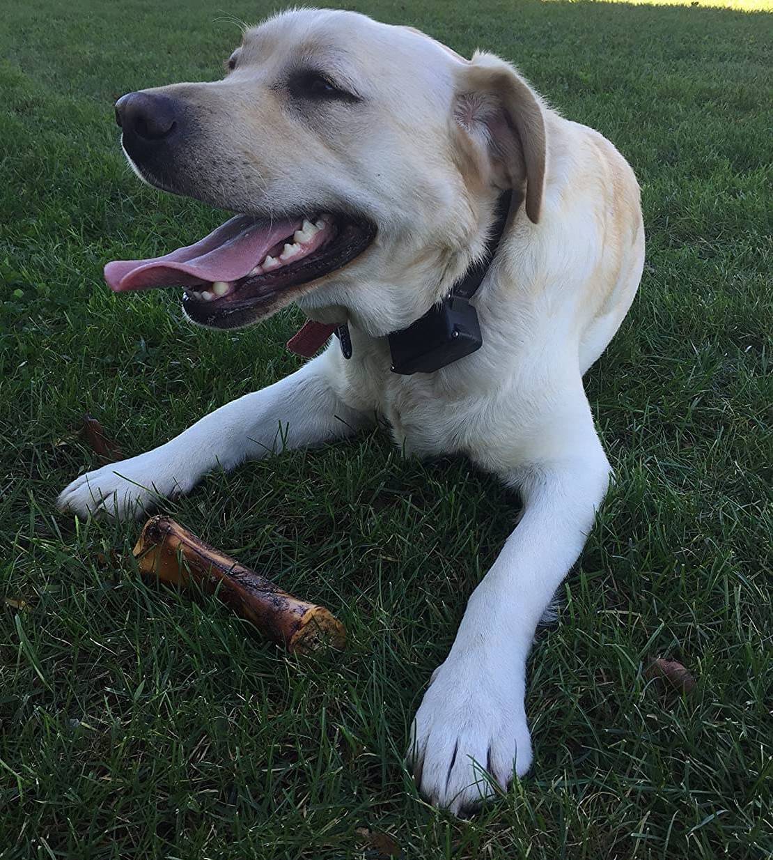 dog with bone - dog bones for large dogs