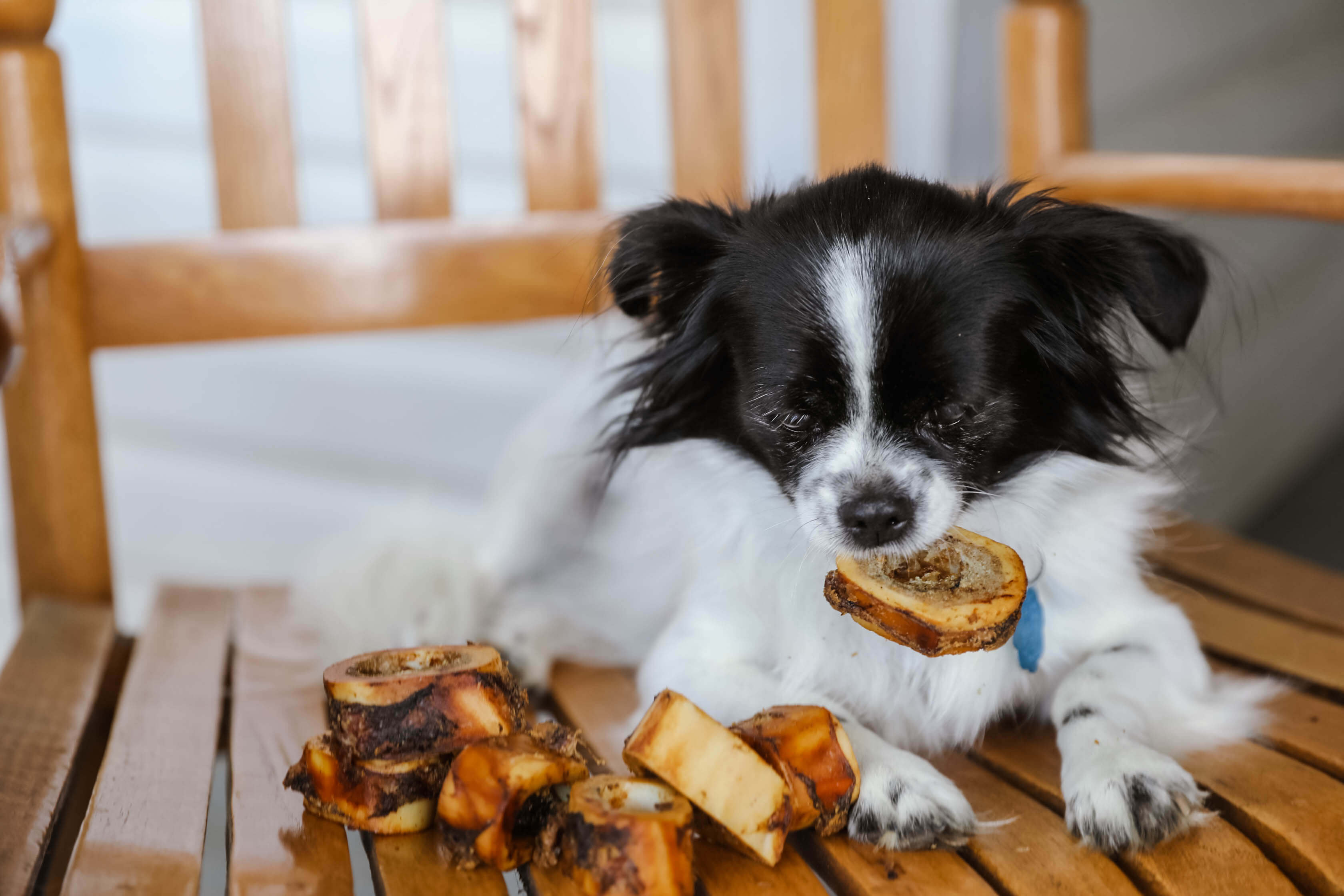 puppy on chair with dog bones for puppies