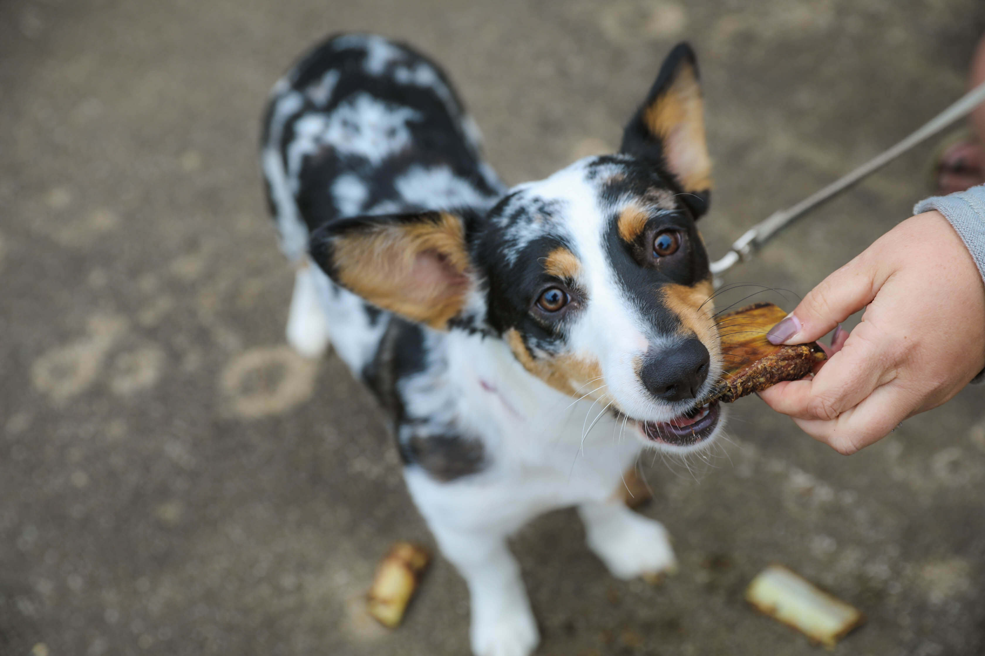 small dog with bone