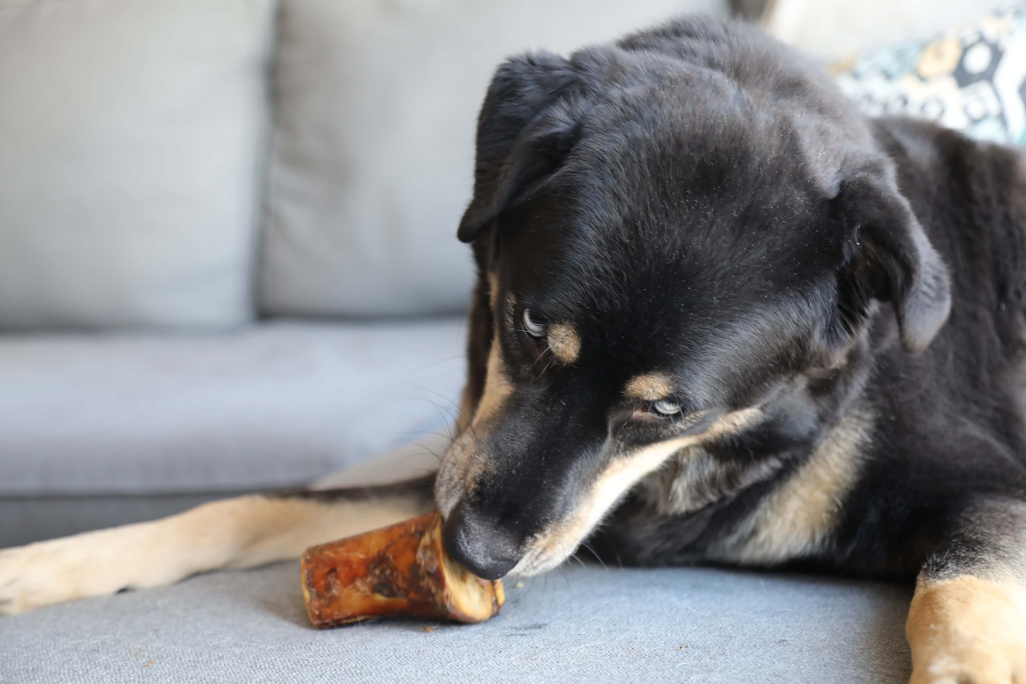 dog on couch with filled dog bone