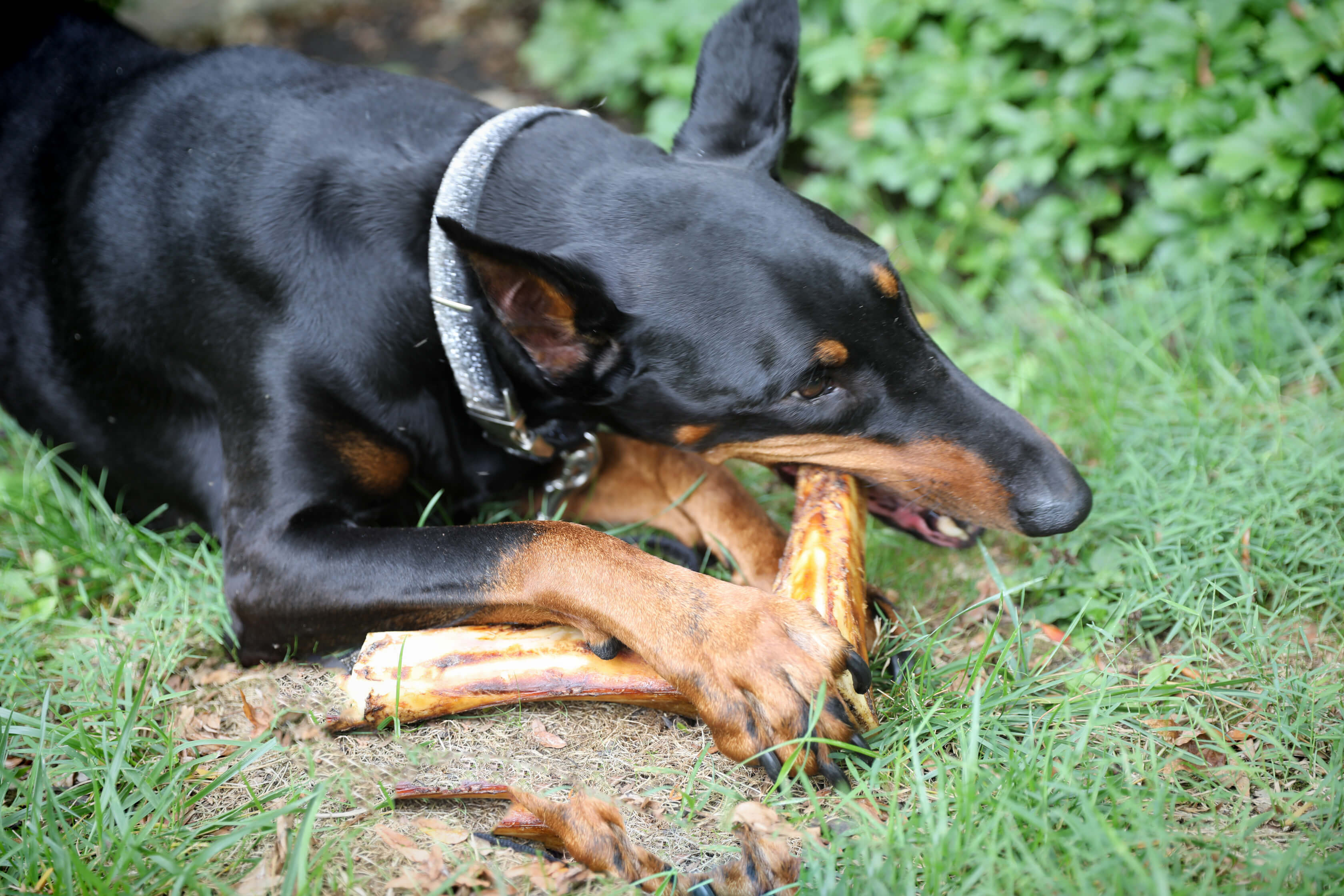 dog with large filled dog bone