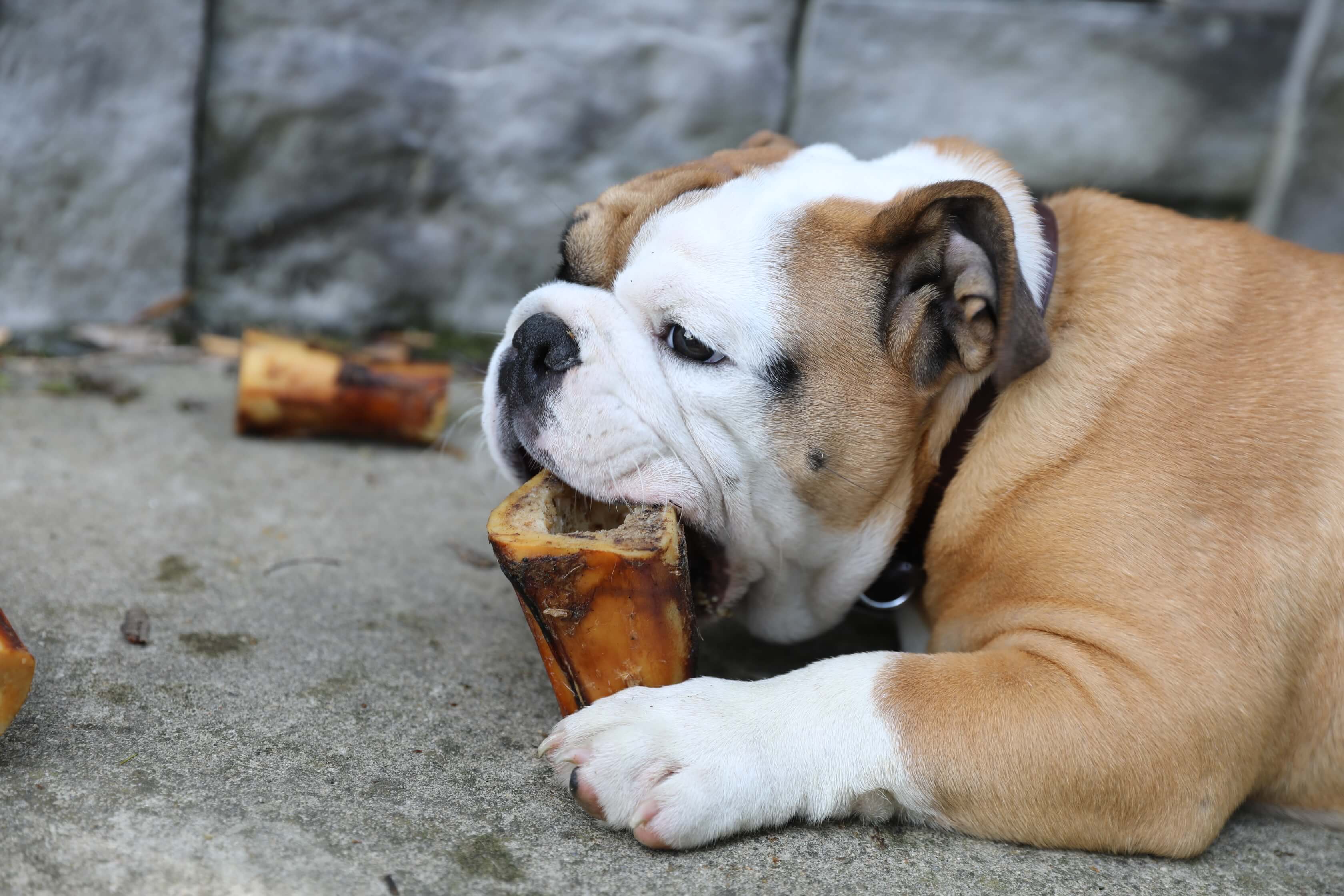 dog chewing marrow-filled dog bone