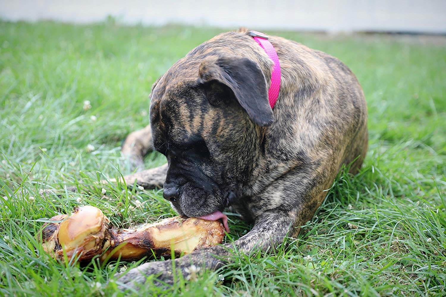 dog licking large dog bone