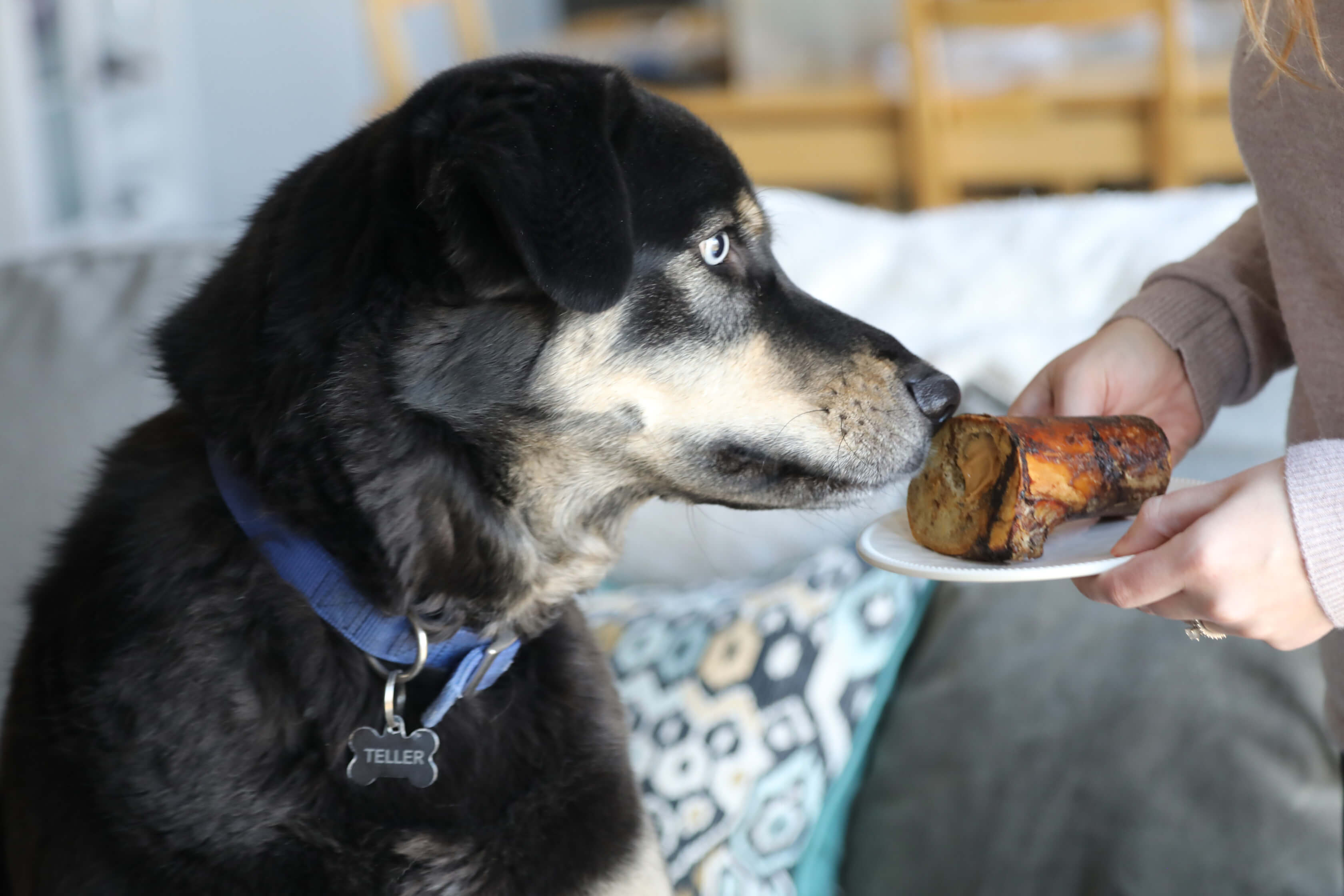 dog being given a dog bone