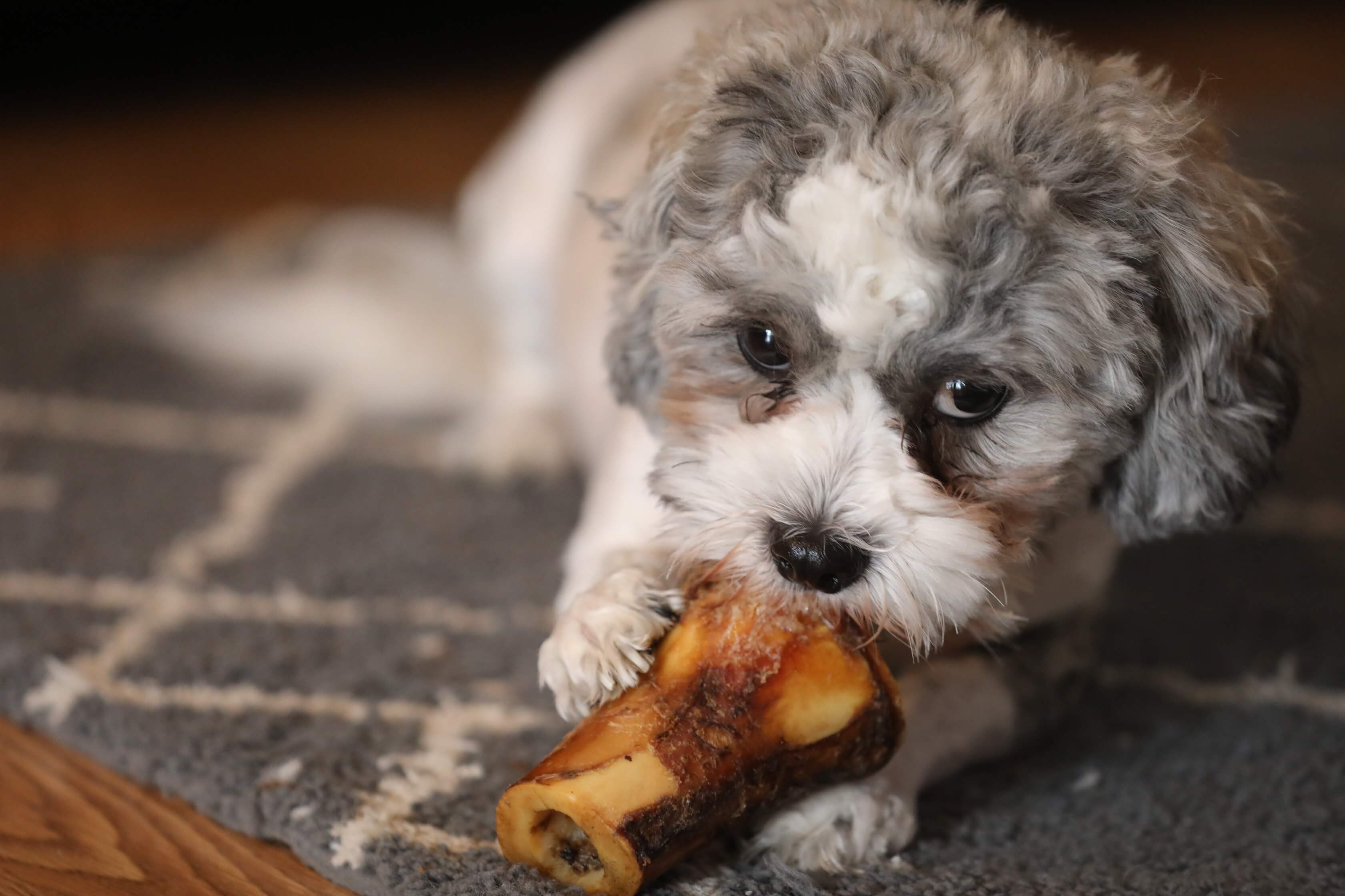 dog chewing marrow dog bone