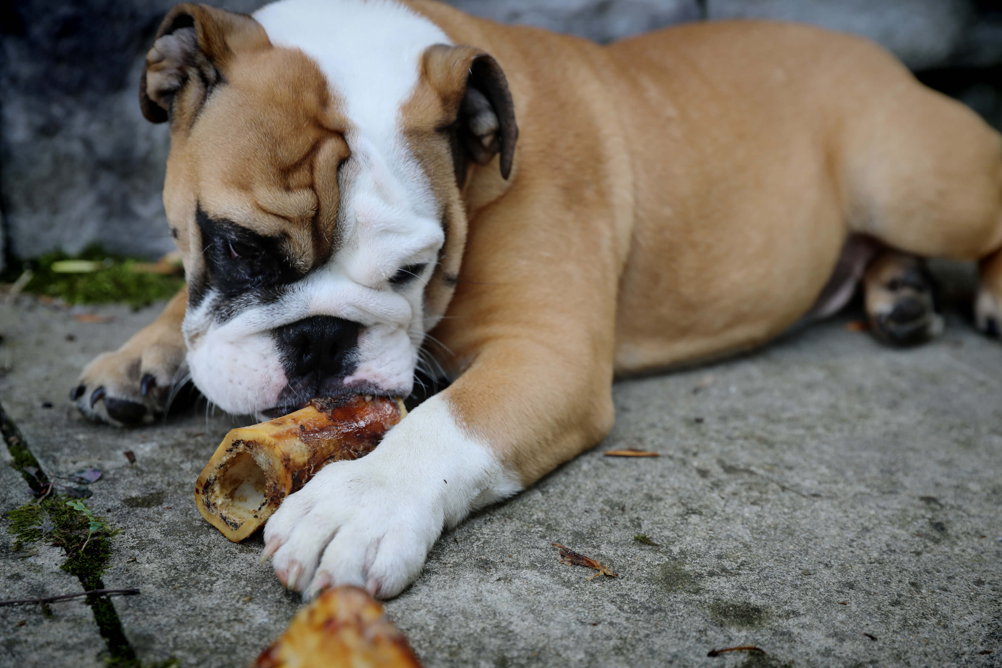 dog chewing marrow bone