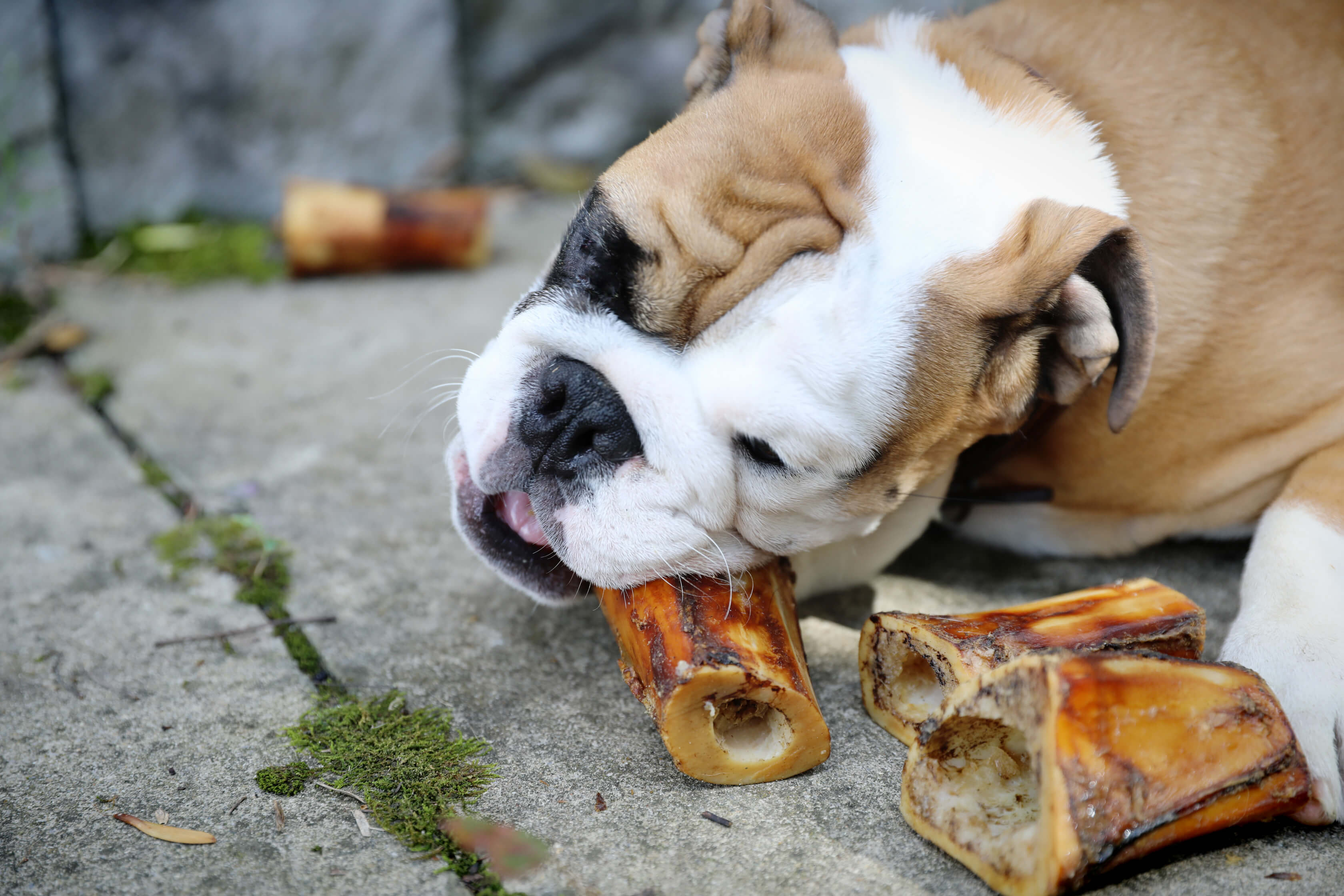 dog with mini dog bones