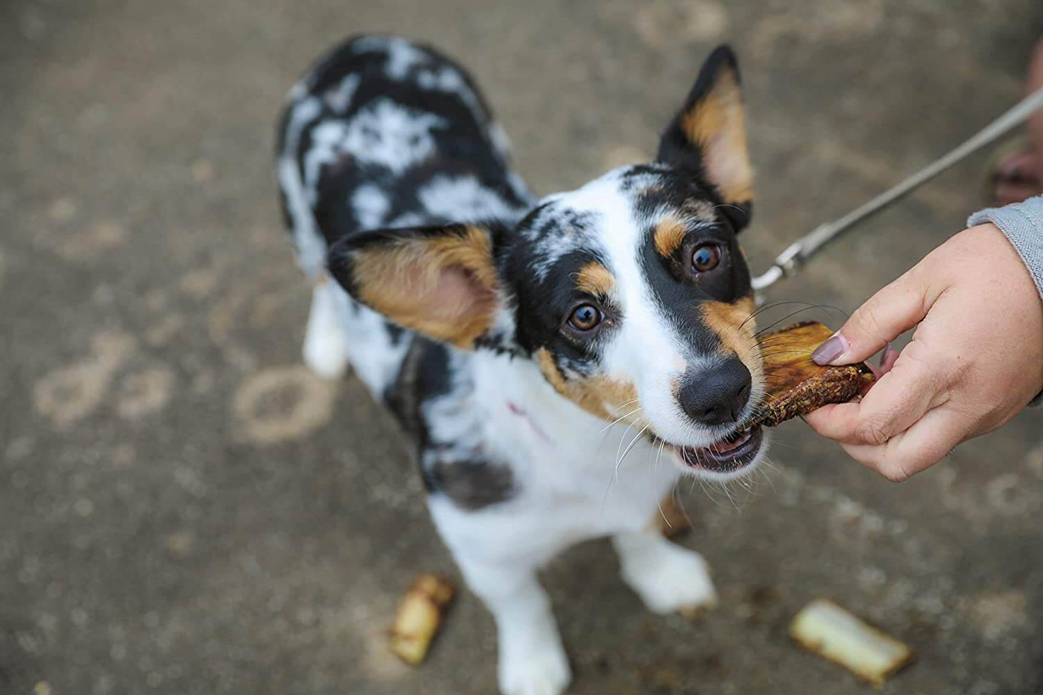 dog with small dog bone