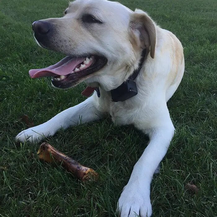 dog with natural dog bone