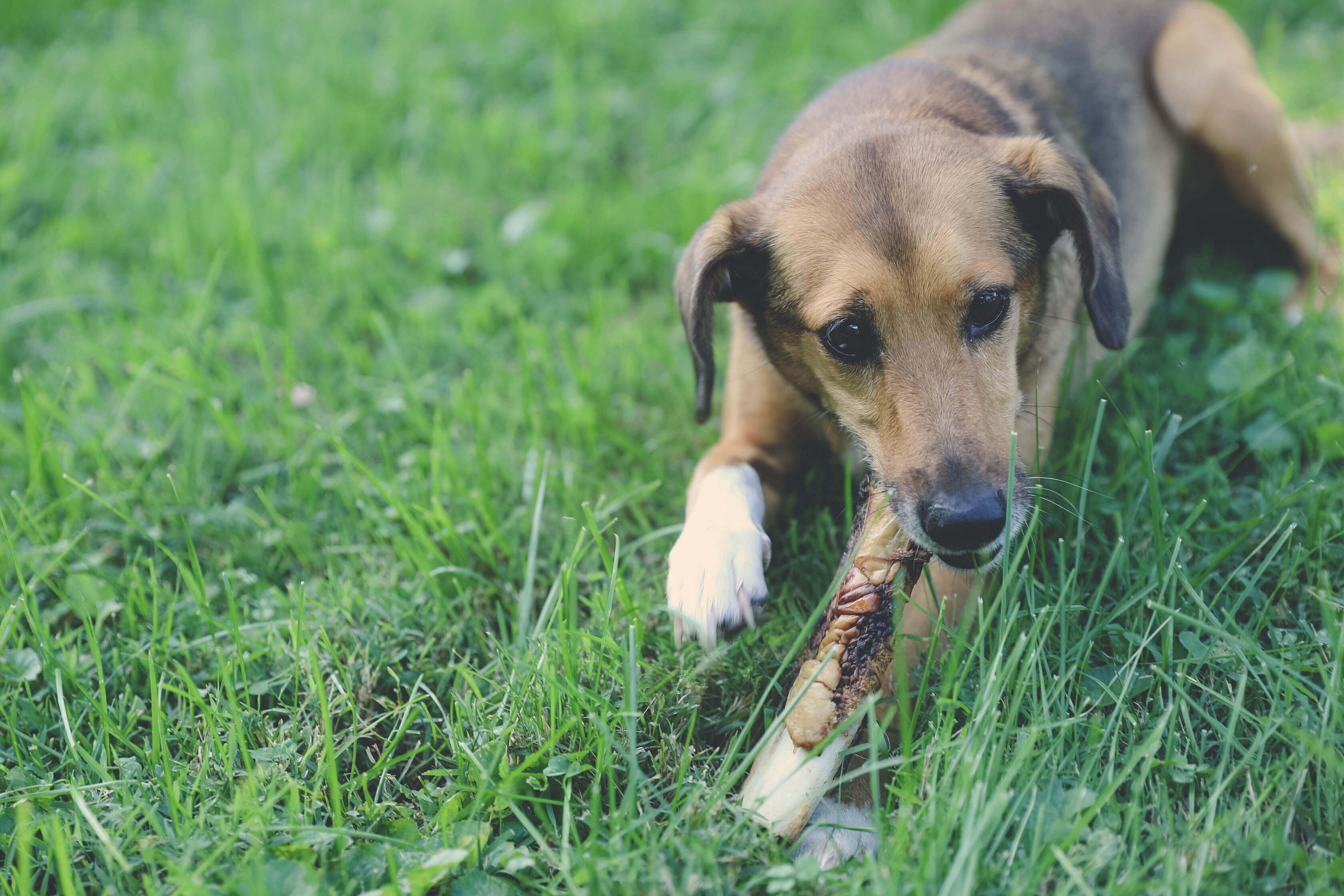 dog chewing non-rawhide bone