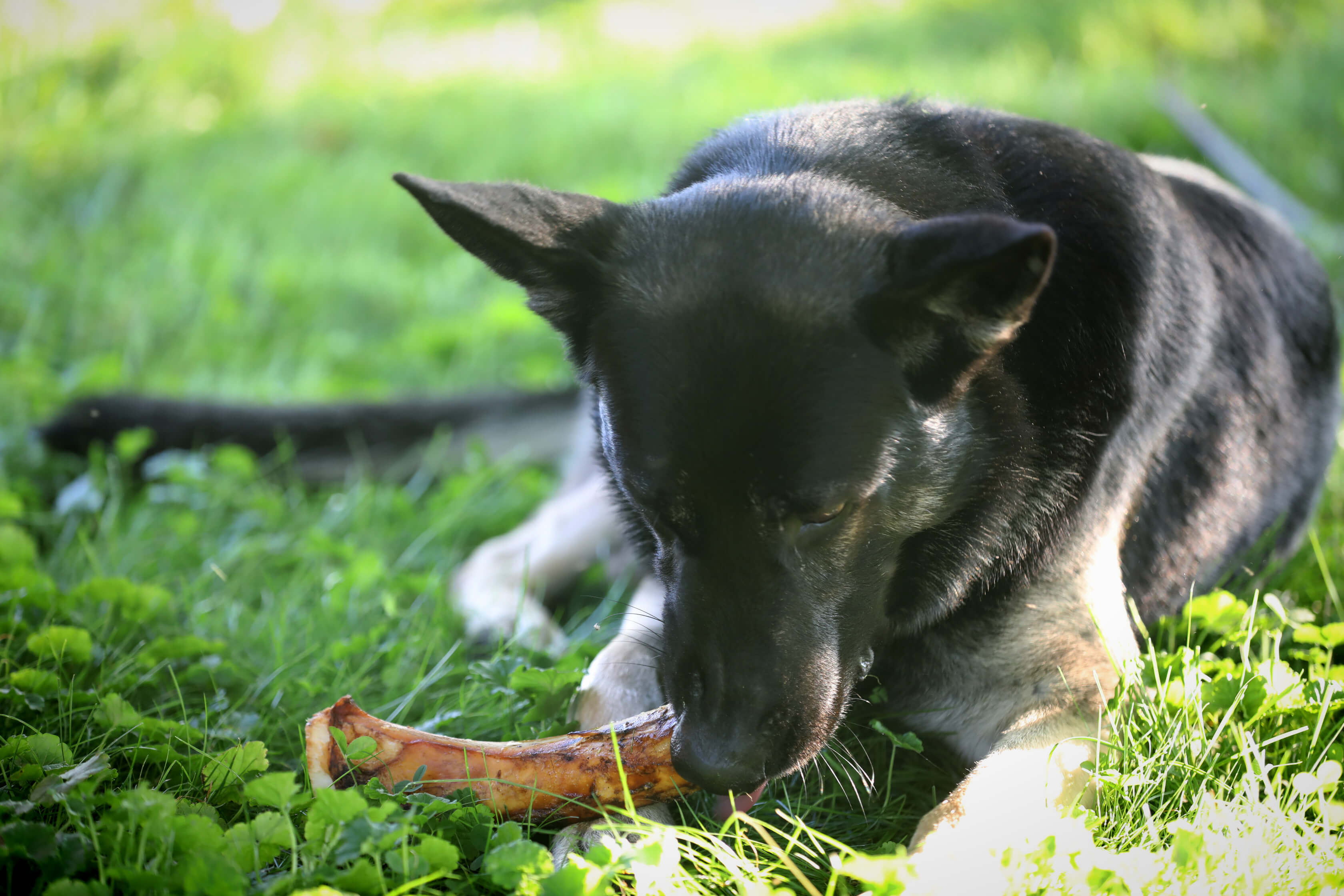 dog chewing no-rawhide dog bone