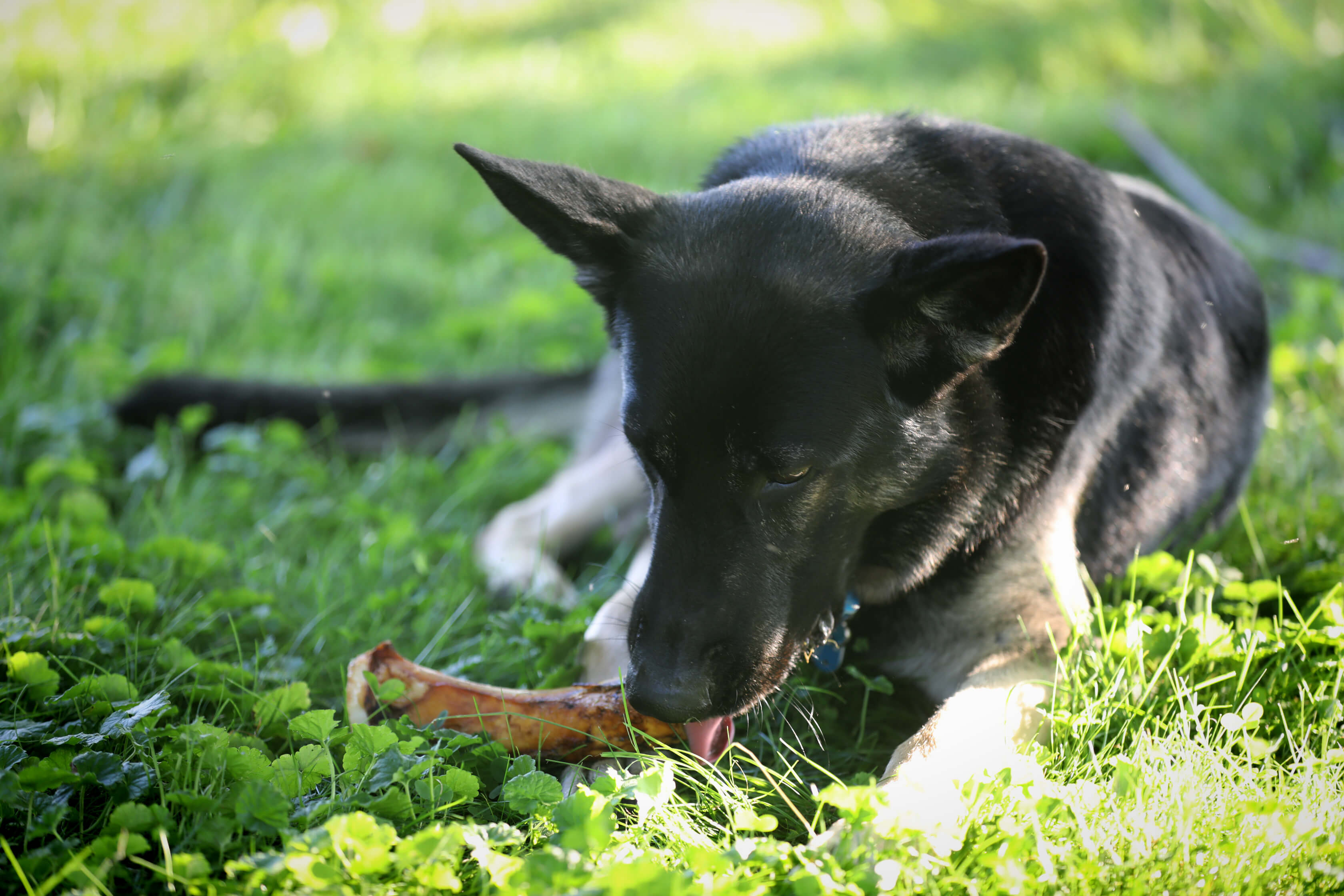 dog with stuffed dog bone