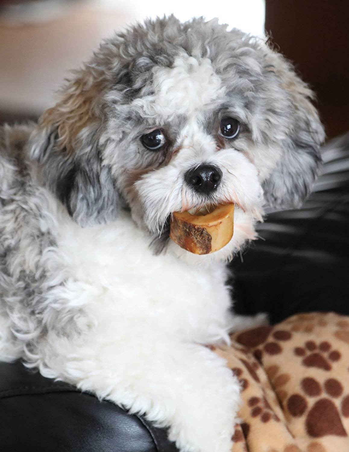 small dog with stuffed dog bone