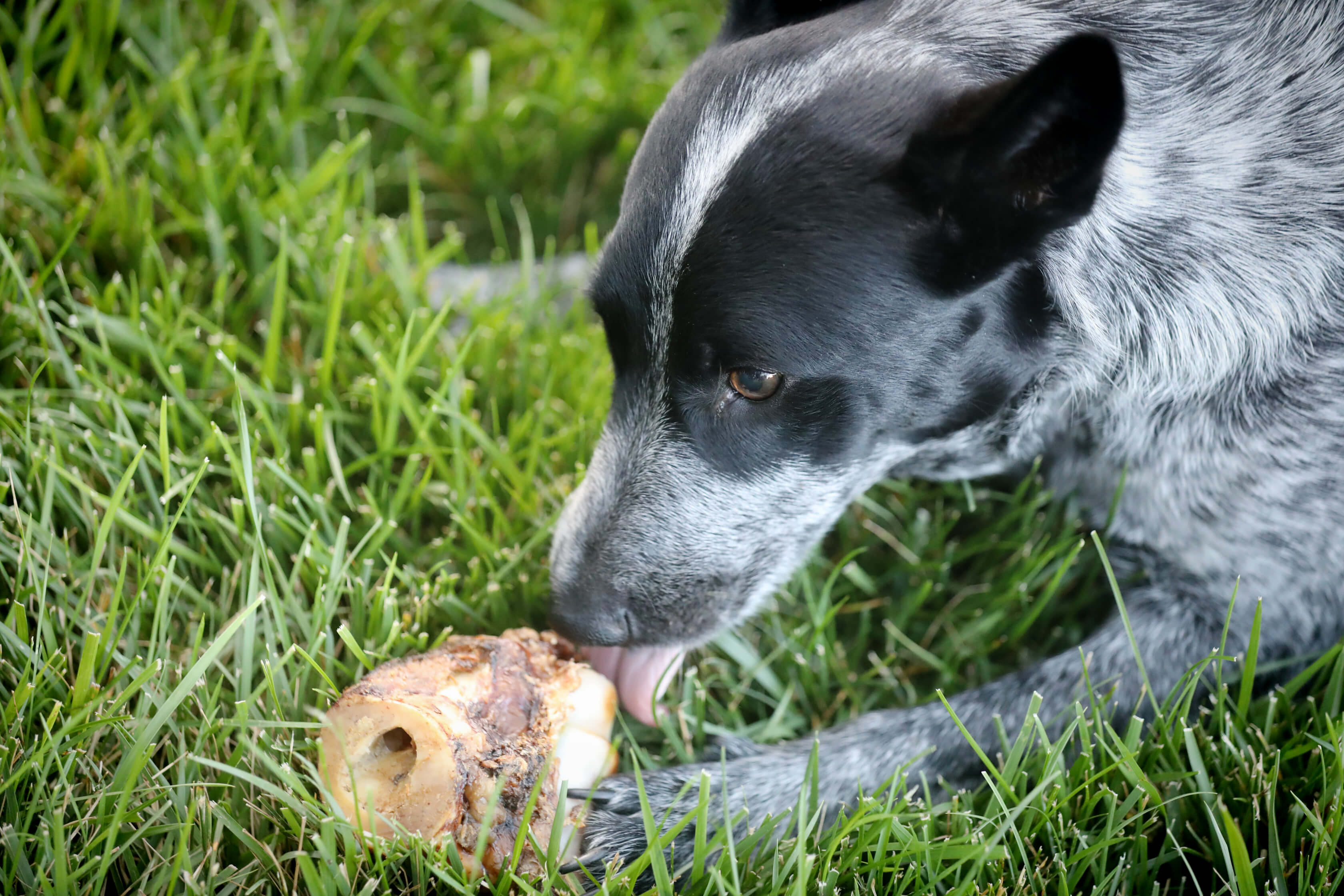 dog licking stuffed dog bone