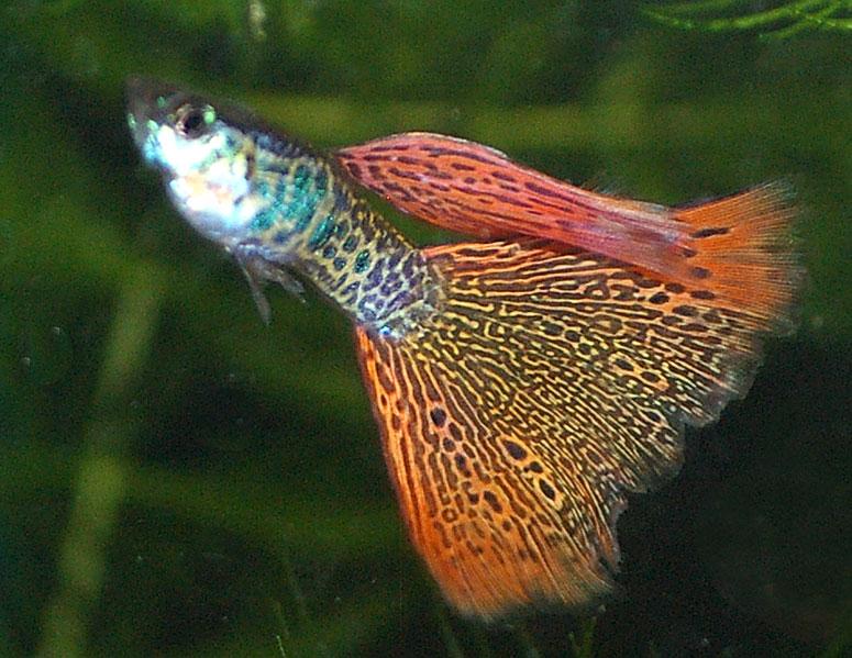 IFGA Guppies – Tagged "guppy" – Angels Plus