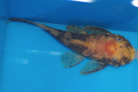 calico bristlenose