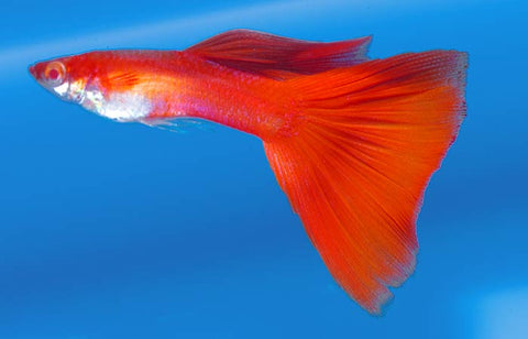 albino red guppy