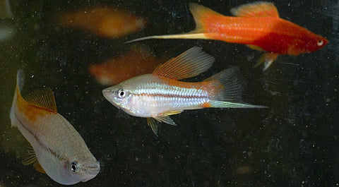 hi-fin neon swordtail