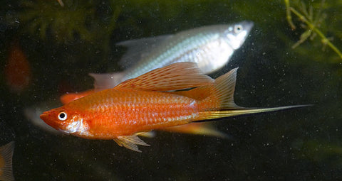 wild-cross swordtail group