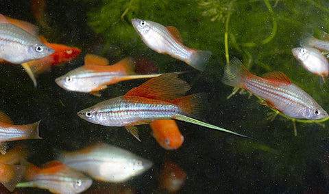 hi-fin neon swordtail