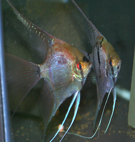 wild-cross angelfish