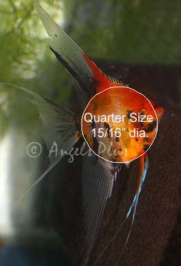 Angelfish size example