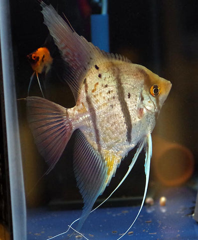 wild peruvian angelfish