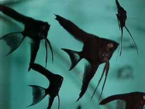 black veil angelfish for sale