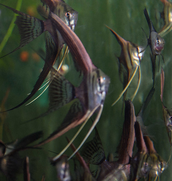 half black angelfish freshwater