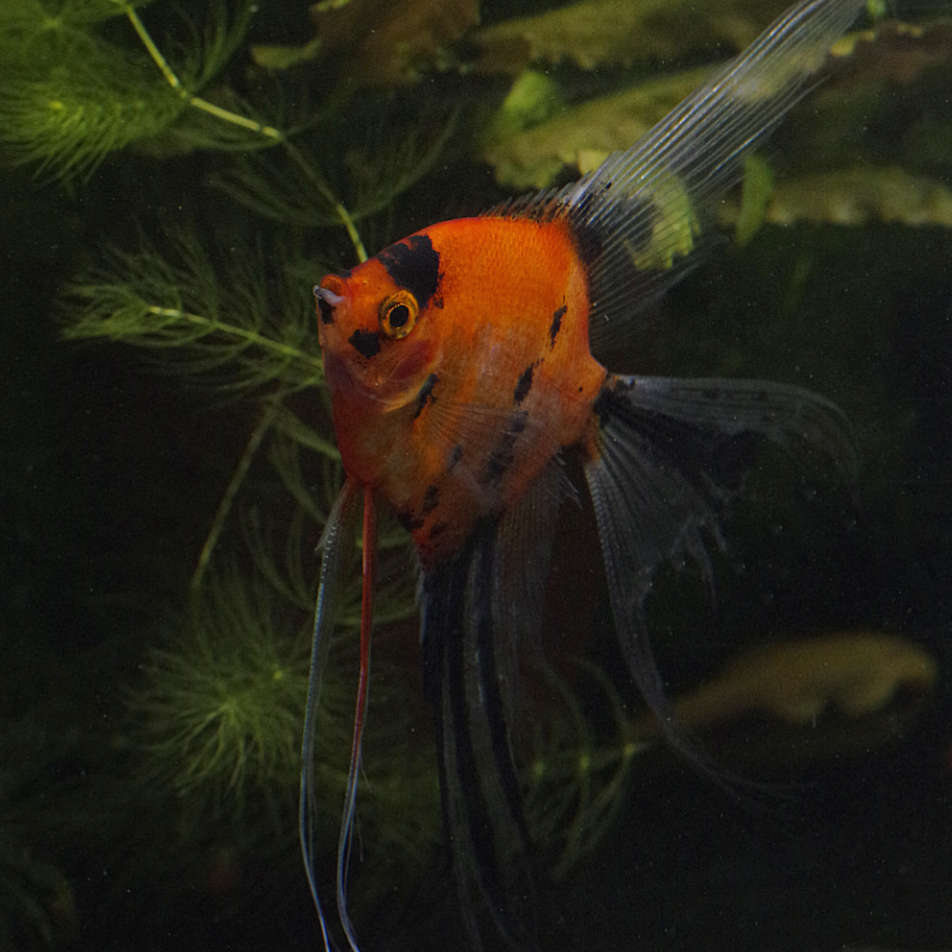 veil angelfish for sale