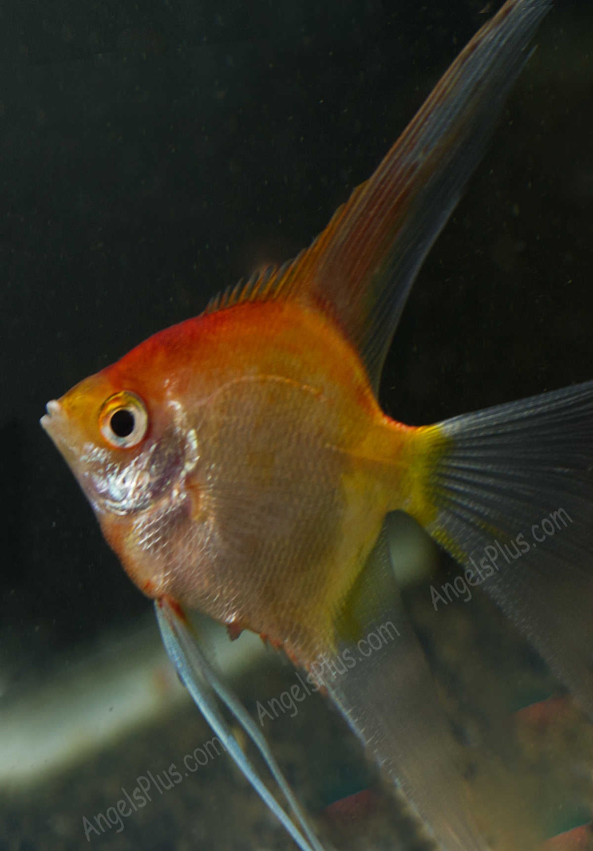 Angelfish Breeding Pair #2304 for sale – Angels Plus