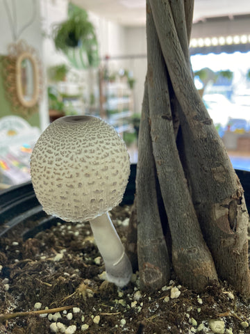 Mushroom growing in the soil of a houseplant.