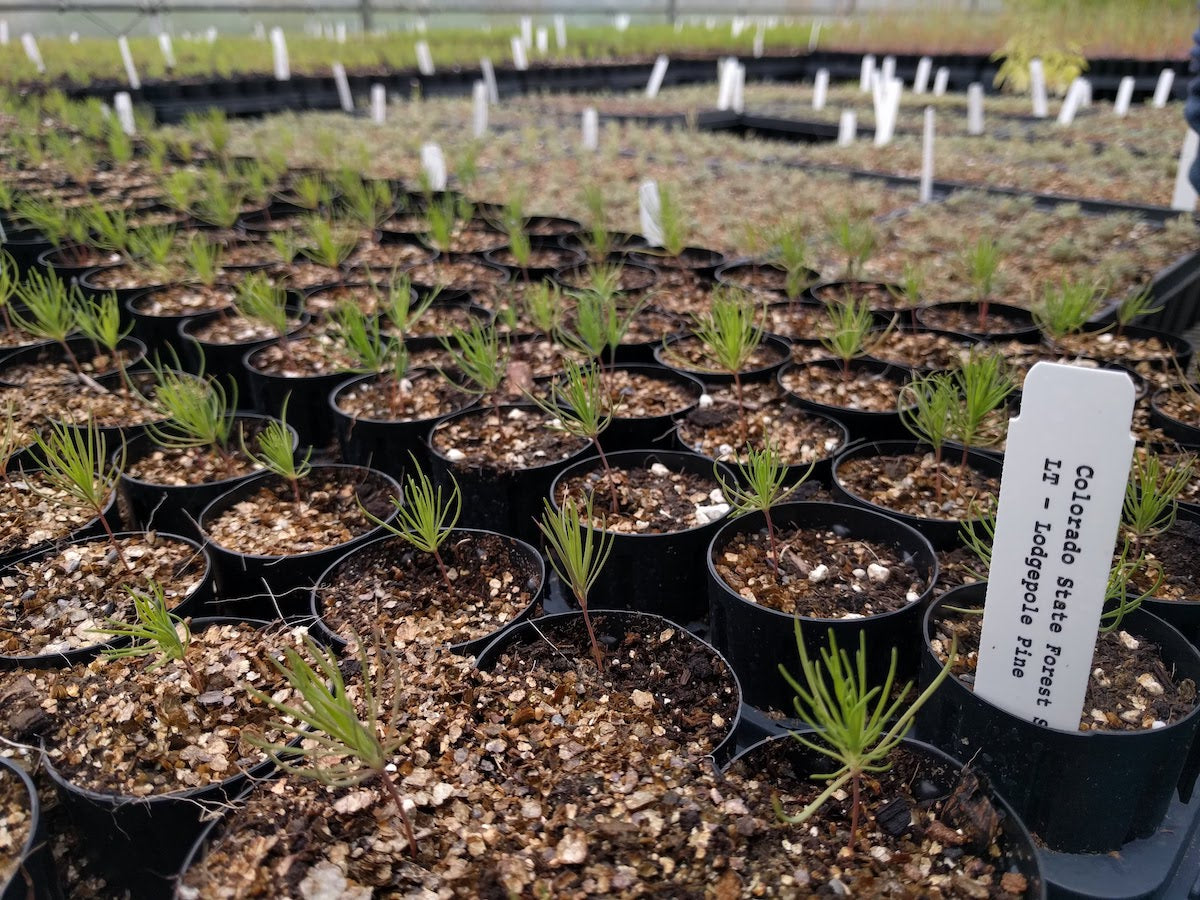 One Tree Planted Reforestation Partner