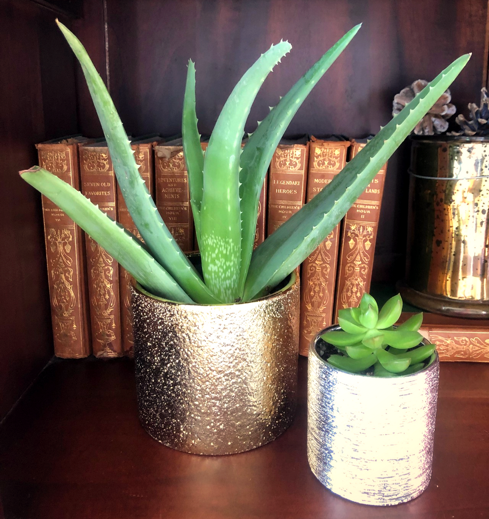 Aloe Vera Plant_ The Ideal Plant for Beginner & Novice Plant Lovers_Aloe Gal_