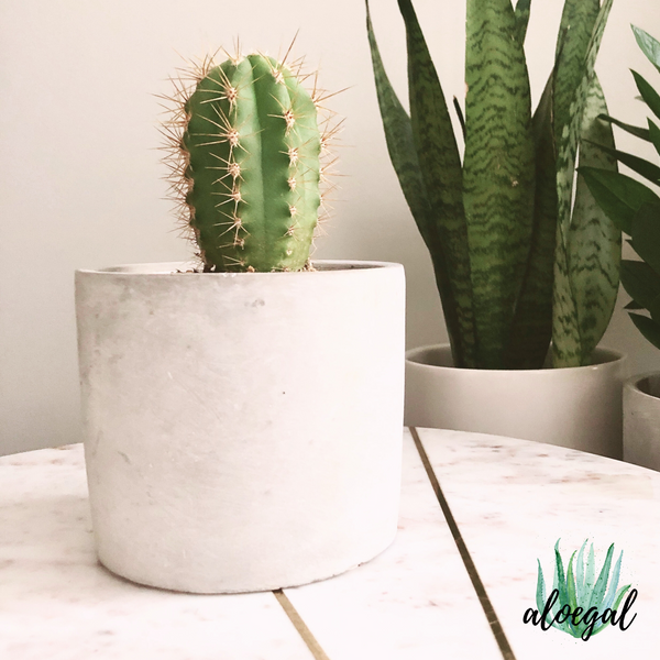 Cactus_Pet Friendly and Kid Friendly Houseplants_Non-toxic Plants_Aloe Gal