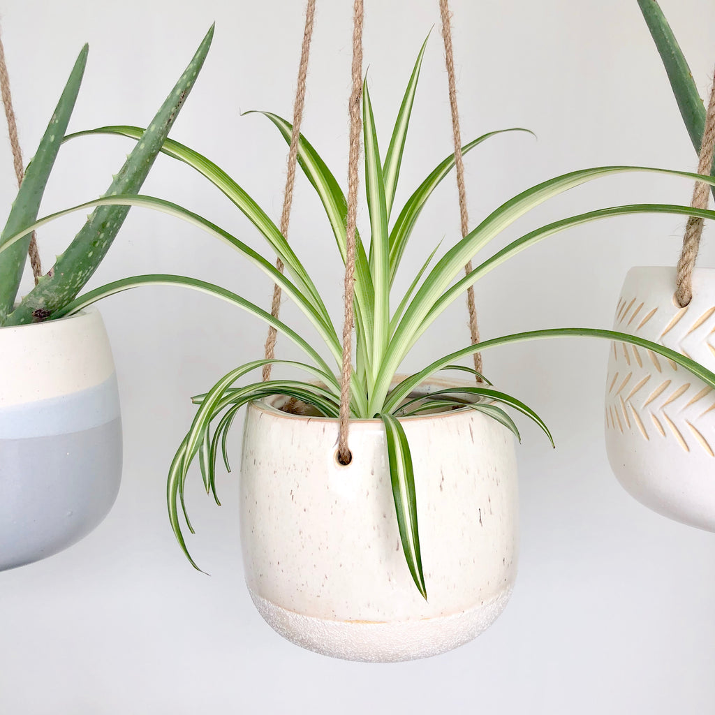 Aloe Gal Spider Plant