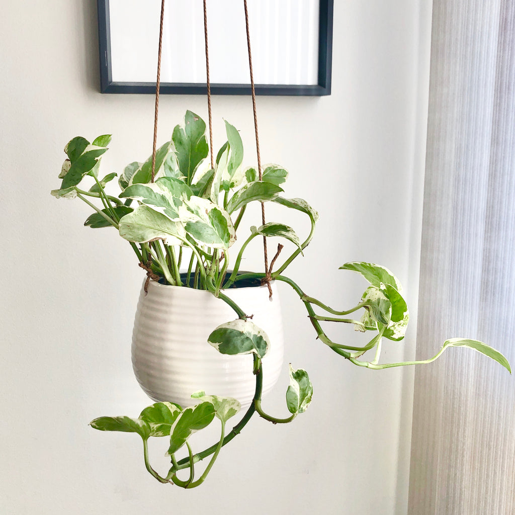 Pearls and Jade Pothos in White Ceramic Hanging Planter_Aloe Gal Plants & Decor
