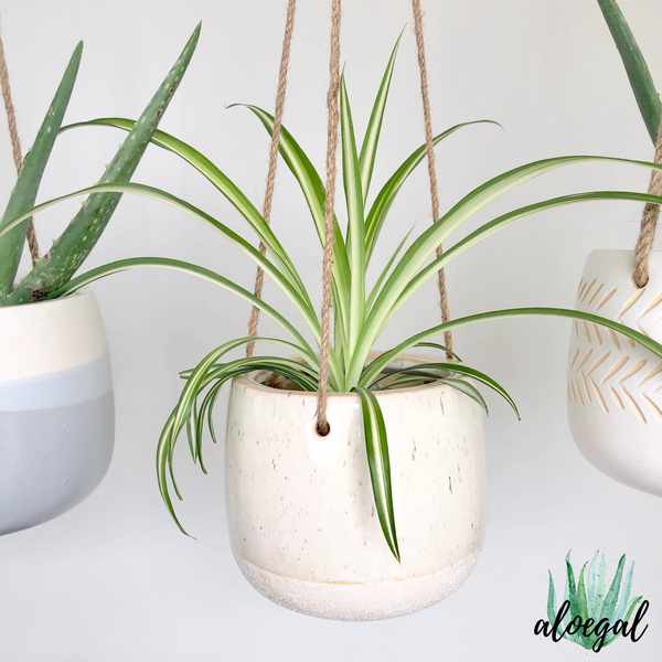 Spider Plant_Pet Friendly and Kid Friendly House Plants_Non-Toxic plants_Aloe Gal