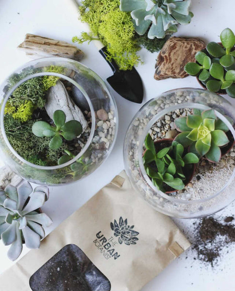 Gifts for Plant Lovers_urban botanist_aloe gal
