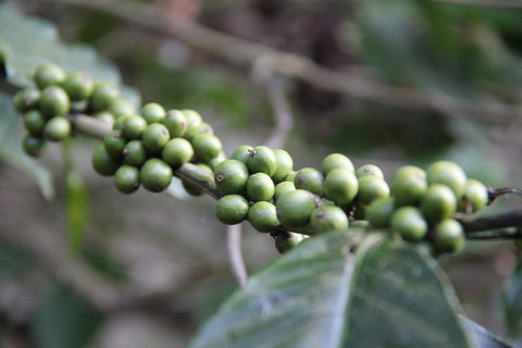 Fresh peppercorns on vines in Thekkady, Kerala