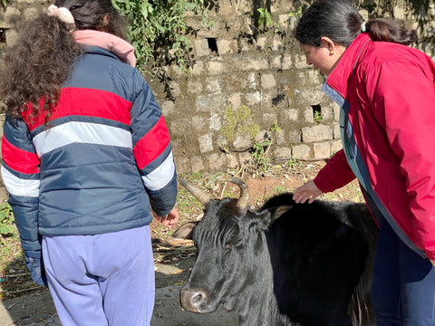 Bulls in Dharamkot