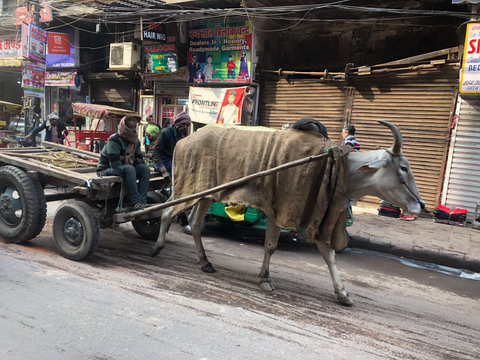 Ox Cart at Delhi Spice Market